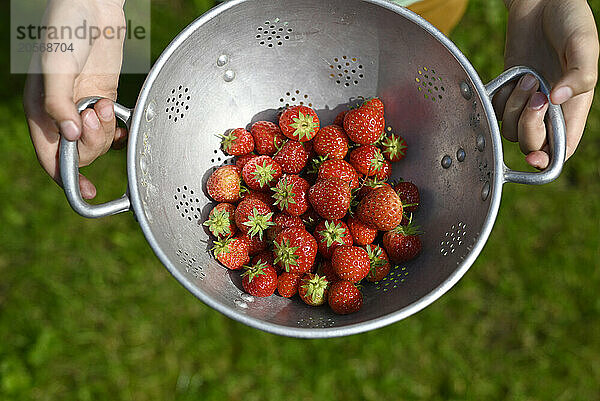 Hands on girl holding colander of strawberries