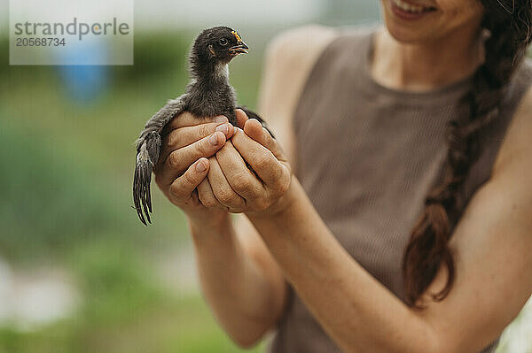 Hands of farmer holding baby chicken