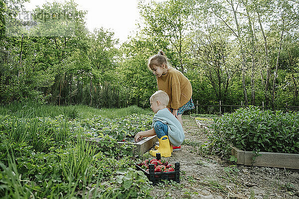 Brother and sister picking strawberries at farm