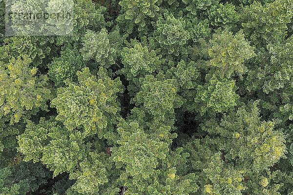 Germany  Baden-Wurttemberg  Aerial view of green canopies in Swabian-Franconian Forest