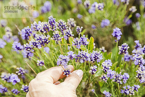 Woman hand holding fresh lavender