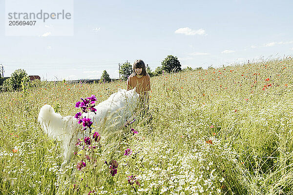 Cheerful girl playing with white Swiss Shepherd dog in field at sunny day