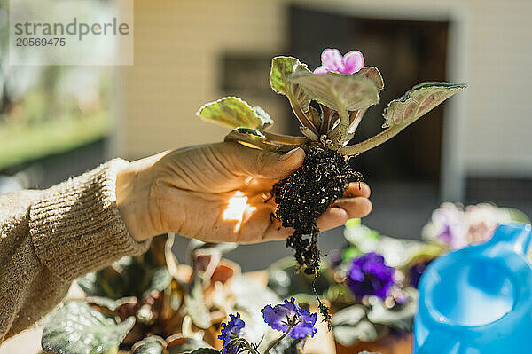 Hand of woman holding roots of African violet flower in garden on sunny day