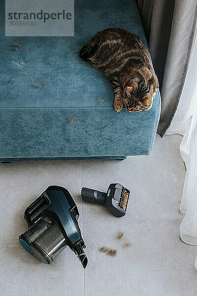 Cat sitting on sofa near hand held vacuum cleaner at home