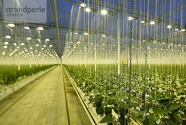 Illuminated footpath amidst green plants in greenhouse