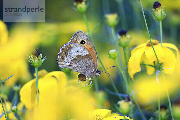 Dusky meadow brown (Hyponephele lycaon) perching on flower