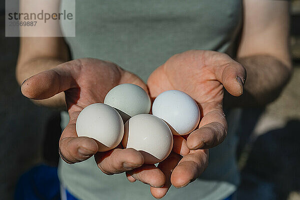 Hands of farmer carrying chicken eggs