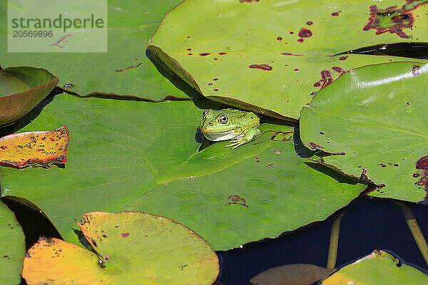 Frog sitting on water lily