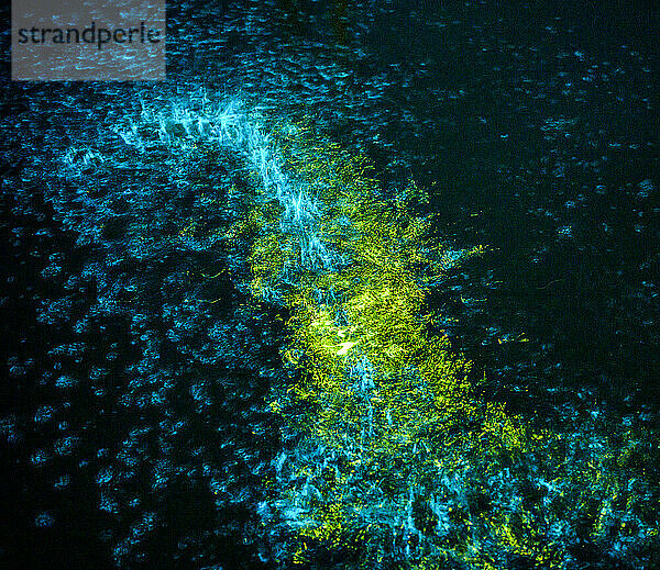 Illuminated Noctiluca scintillans during night in sea