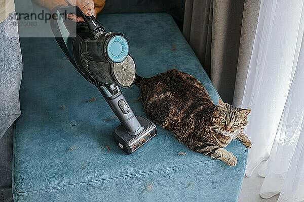 Cat sitting on sofa being cleaned by vacuum cleaner at home