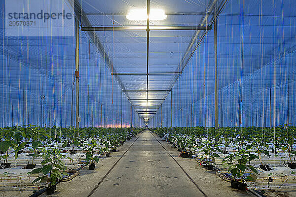 Bell pepper plants in illuminated greenhouse