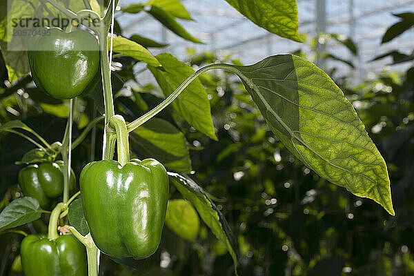 Organic green bell pepper on plant in greenhouse