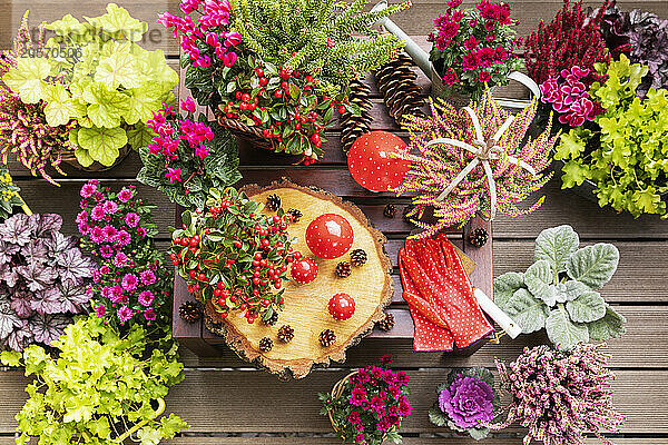 Collection of autumn flowers and decorations