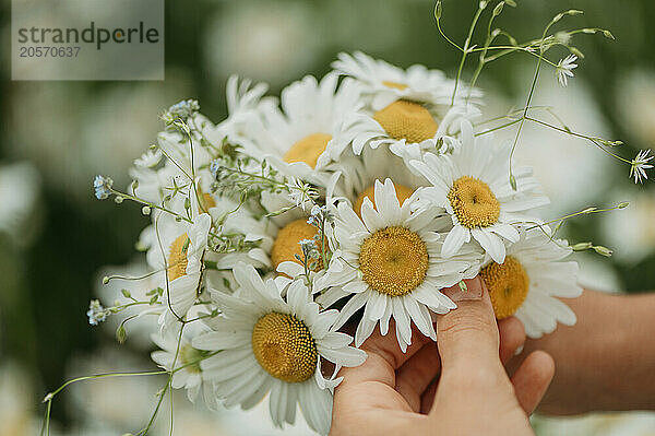 Hands of girl holding white daisy flower bouquet