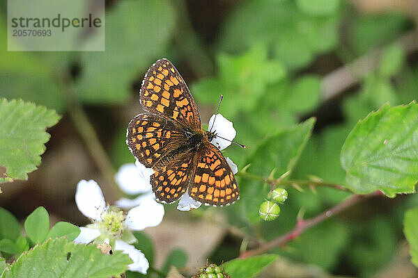 Heath fritillary (Mellicta athalia) perching on flower