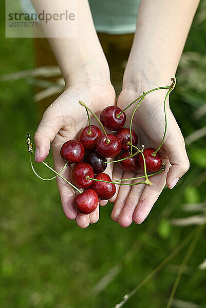 Hands of girl with red cherries