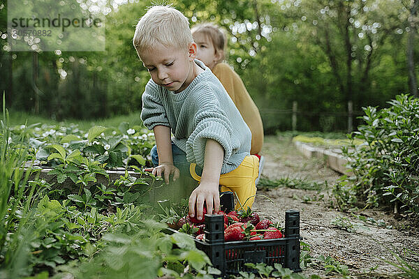 Boy picking strawberries with sister at farm