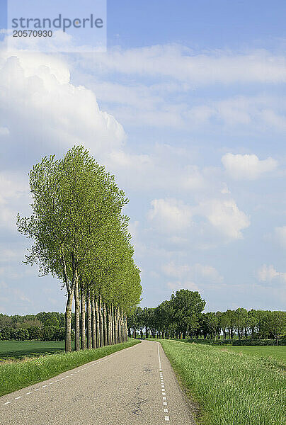 Row of trees at polder in front of sky