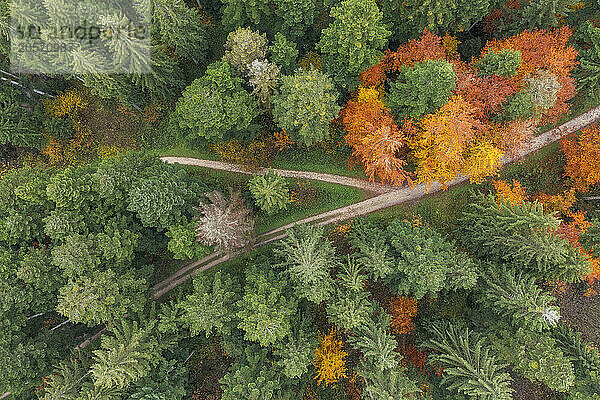 Germany  Baden-Wurttemberg  Aerial view of splitting dirt road in Swabian-Franconian Forest