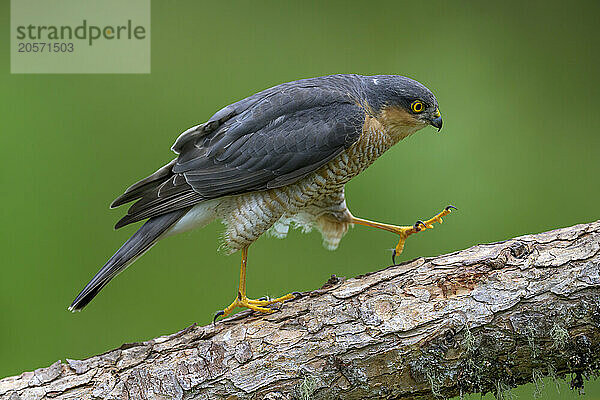 Eurasian sparrowhawk (Accipiter nisus) walking on branch