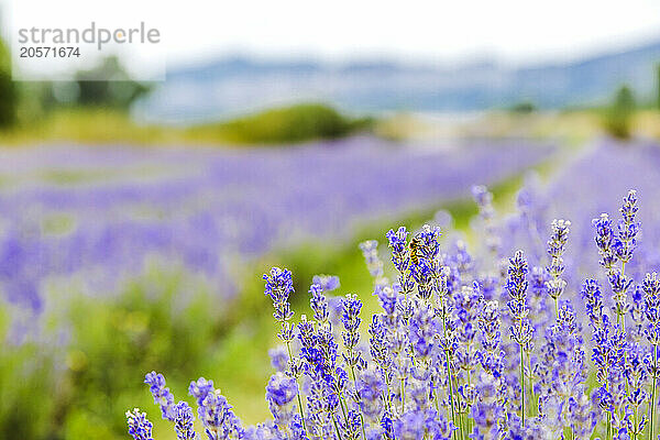 Bee pollinating on lavender at field