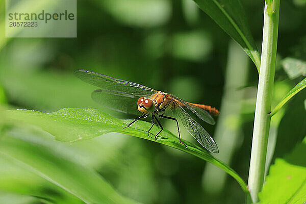 Dragonfly perching on leaf in summer