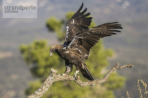 Imperial eagle (Aquila adalberti) landing on branch