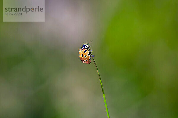 Ladybug on blade of grass