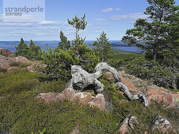 From Wikipedia: Mjältön is an island in the centre of the High Coast in Sweden. Mjältön is the highest island in Sweden  with an altitude of 236 metres above sea level