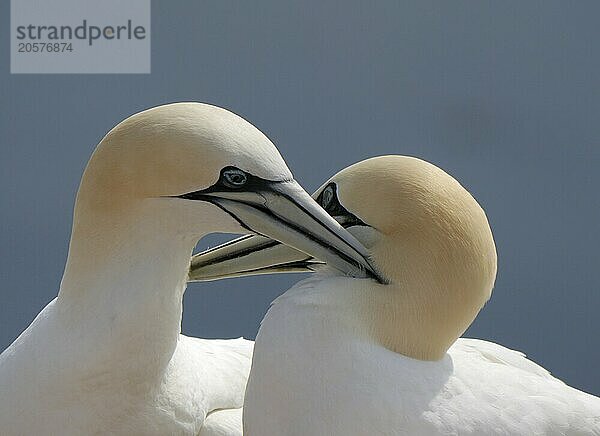 Gannet