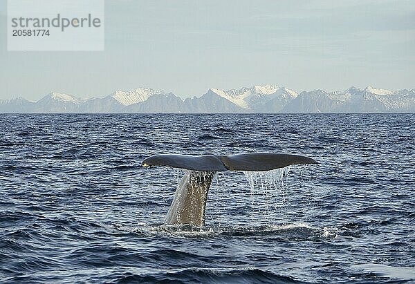 Whale off Andenes