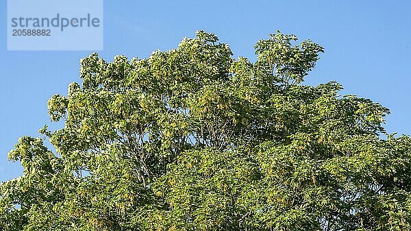 Wind in a Maple tree (Acer platanoides) leaf and fruit in Ystad  Scania  Sweden  Scandinavia  Europe