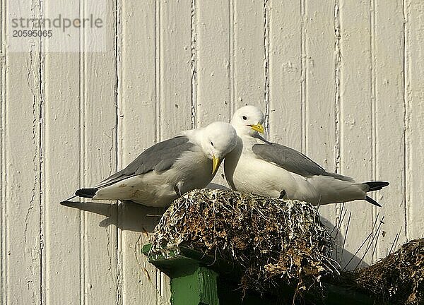 Seagull's nest