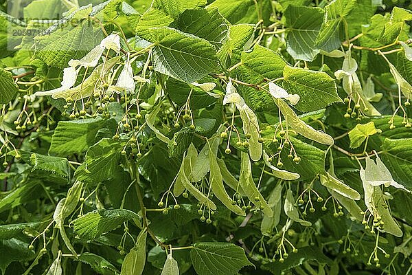 Twig of linden tree (Tilia) with fruit in Ystad  Scania  Sweden  Scandinavia  Europe