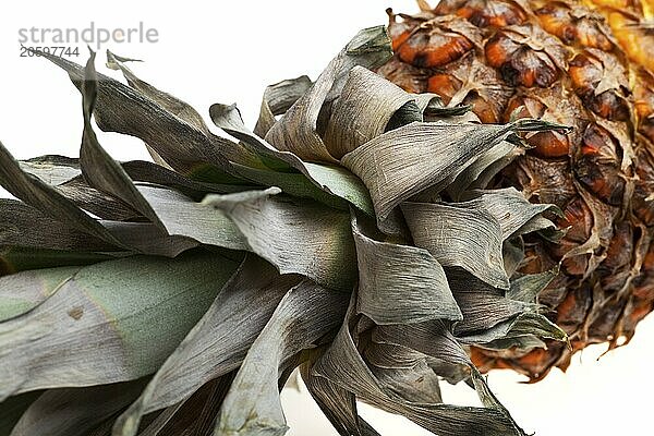 Ripe pineapple against a white background