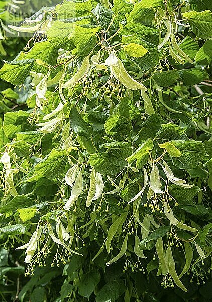 Twig of linden tree (Tilia) with fruit in Ystad  Scania  Sweden  Scandinavia  Europe