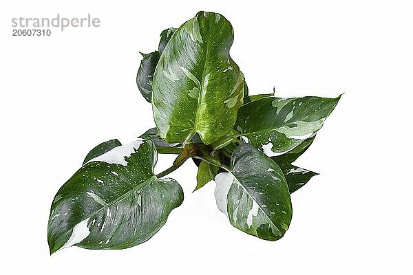 Top view of tropical 'Philodendron White Princess' houseplant on white background