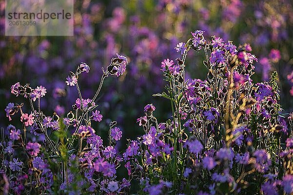 Rote Lichtnelke (Silene diocia) im Gegenlicht  Nelkengewächse (Caryophyllaceae)  Messkirch  Naturpark Obere Donau  Baden-Württemberg  Deutschland  Europa