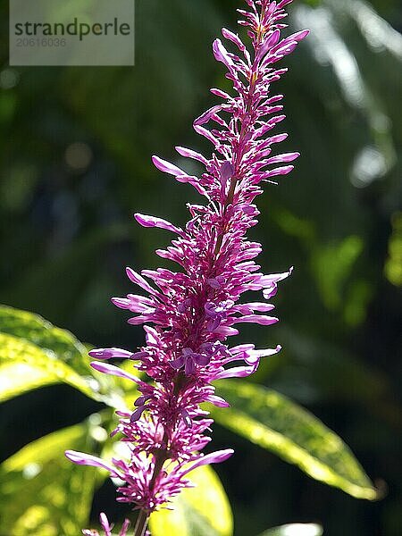 Flowering plant with pink flowers in the sun with green background  Puerto de la cruz  tenerife  spain