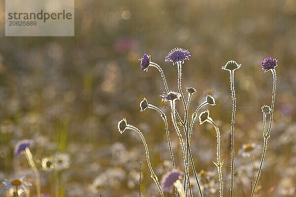 Wiesen-Witwenblume (Knautia arvensis) im Gegenlicht  Geißblattgewächse (Caprifloiaceae)  Leibertingen  Naturpark Obere Donau  Baden-Württemberg  Deutschland  Europa