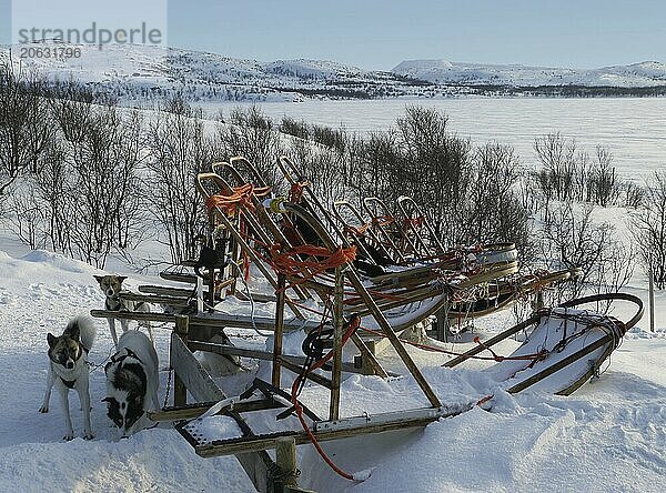 Sled dogs in Kirkenes