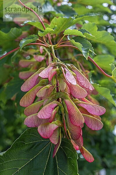 Maple (Acer platanoides) leaf and fruit in Ystad  Scania  Sweden  Scandinavia  Europe