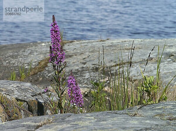 Purple loosestrife