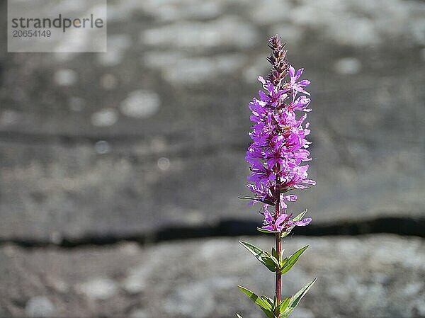 Purple loosestrife