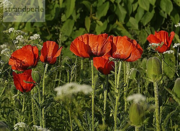 Summer meadow with poppies