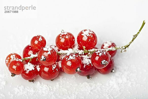 Red currant on white background