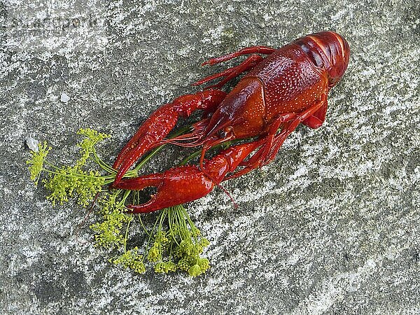 Eating crab in Sweden