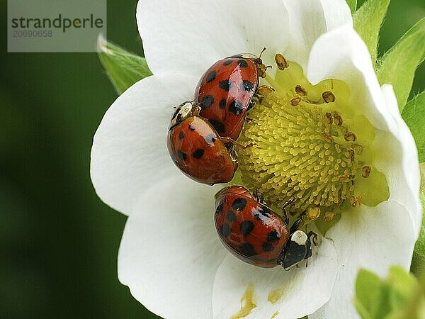 Ladybird on a strawberry flower. Ladybug on a strawberry flower