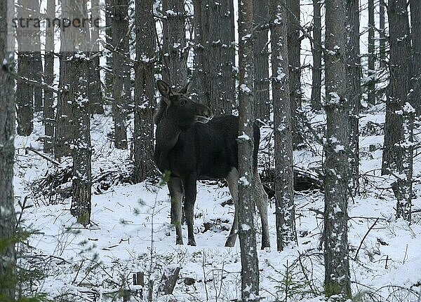 Moose calf