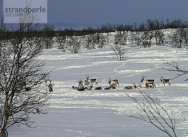 Reindeer herd